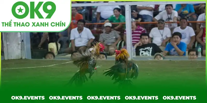 Trải nghiệm gay cấn cùng chọi kê cựa sắt