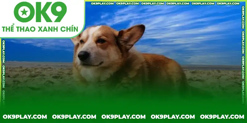 Các trường hợp nằm mơ thấy chó thường gặp và ý nghĩa